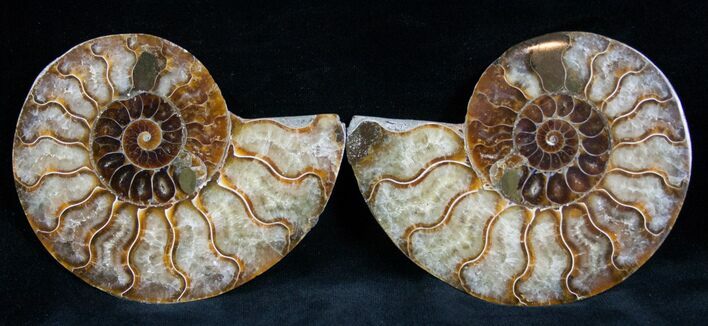 Cut and Polished Ammonite Pair #7344